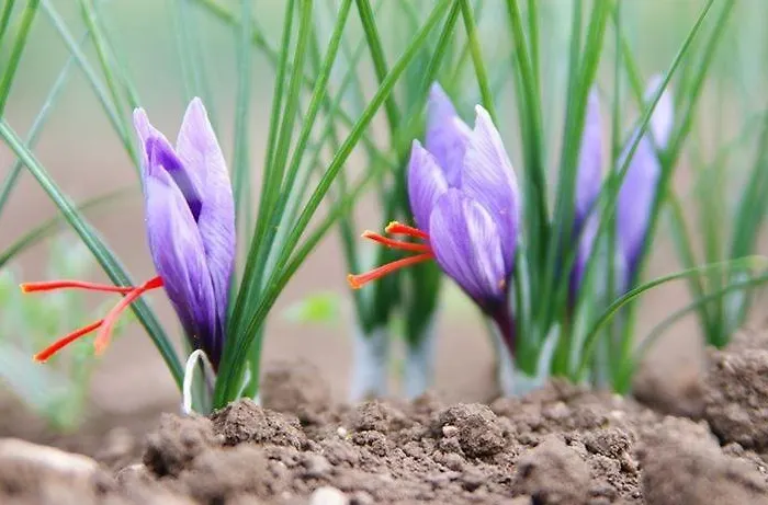 La Grotta Di Nonno Vittorio Panzió